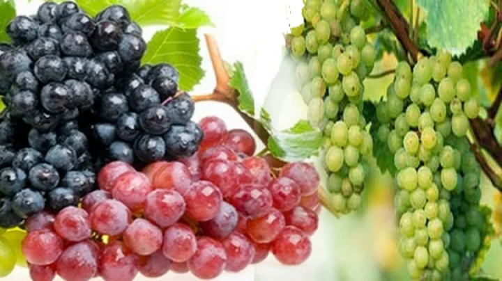 Amazing Health Benefits of Grapes