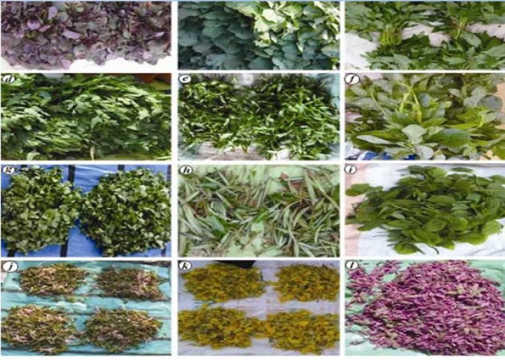nutritional potential of vegetables