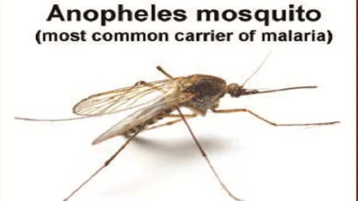Malaria