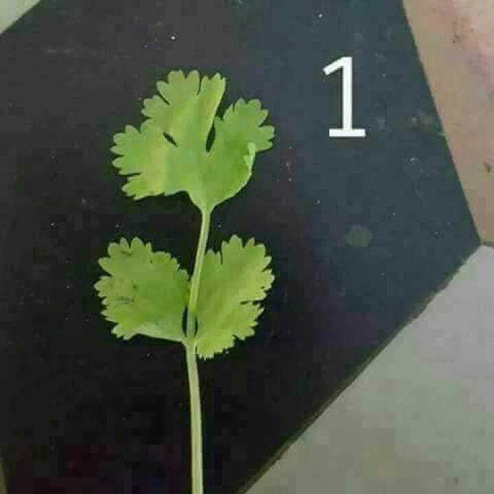 Green Coriander
