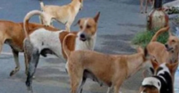 Elderly woman dies in stray dog ​​attack