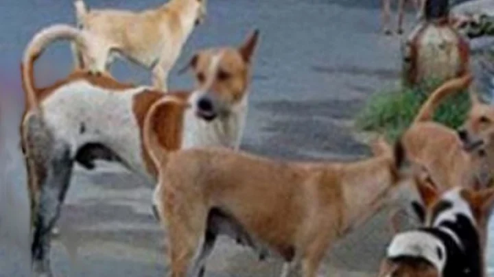 Fear of dogs took the life of a 7 year old innocent in Ujjain