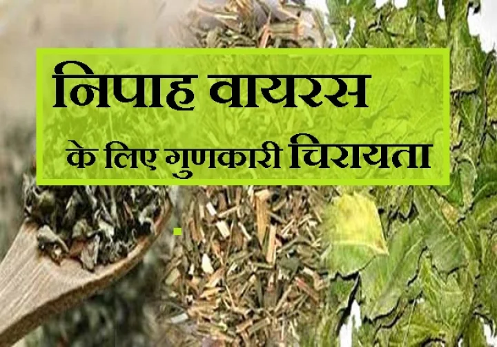 Get latest hindi news on nipah virus