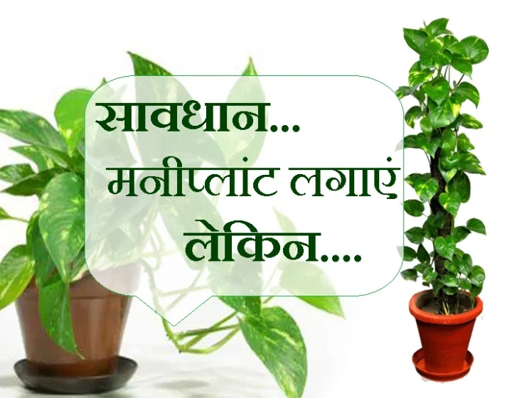 Money plant