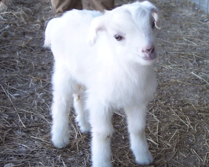 कहानी : बकरी की सहेलियां (दोस्ती की परख)