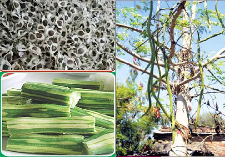 drumsticks seeds can give millions of pure water