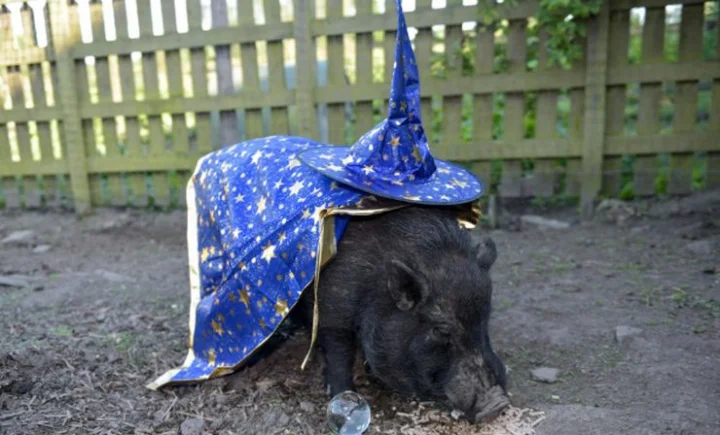 Micro Pig Mystic Markus