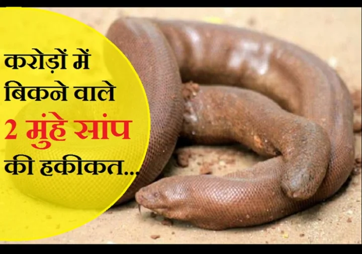 दोमुंहा सांप