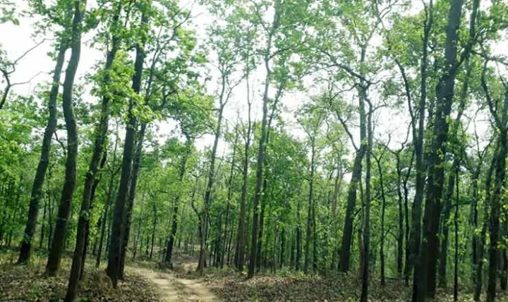 plantation and environment