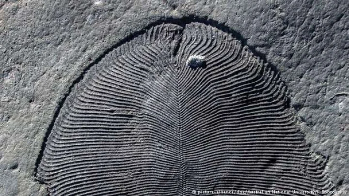 Fossil