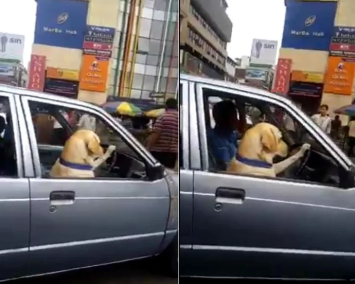 Dog drives a car