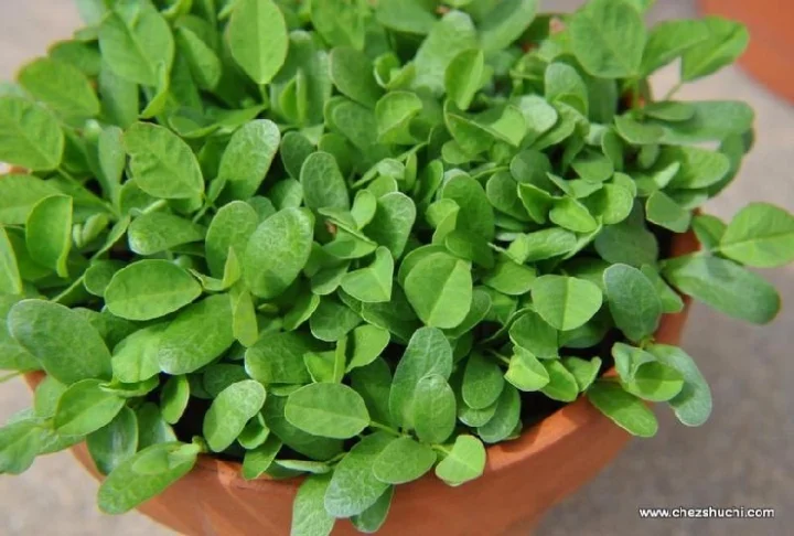 how to grow methi seeds at home