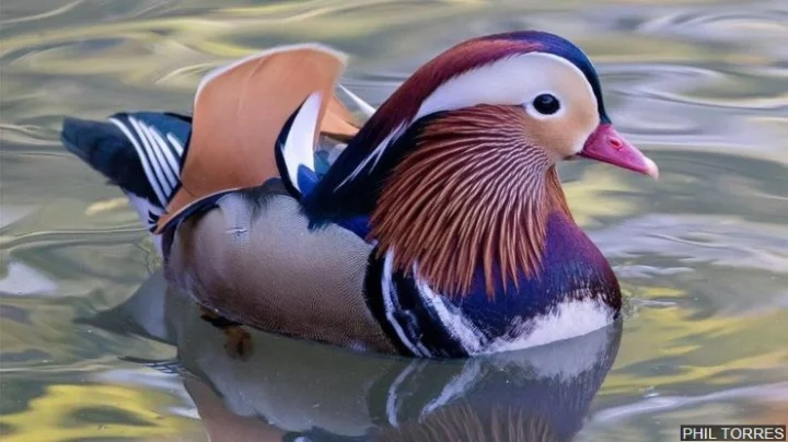 Mandarin duck