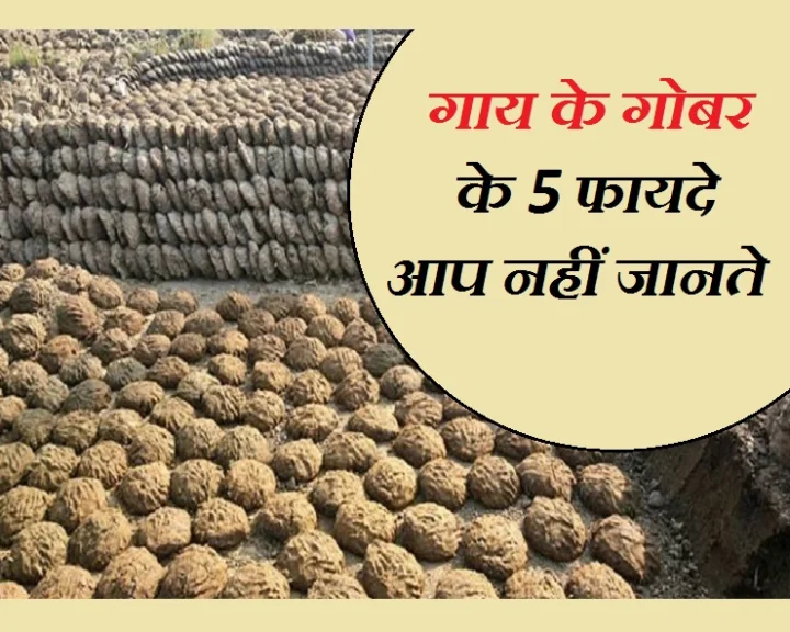 गोबर