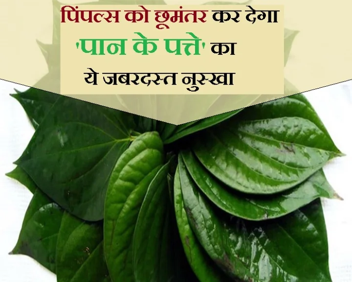 Pan leaves will make Pimples free skin