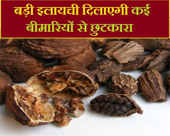 सर्दियों में बड़ी इलायची खाने से सेहत ही नहीं सौन्दर्य लाभ भी होगा