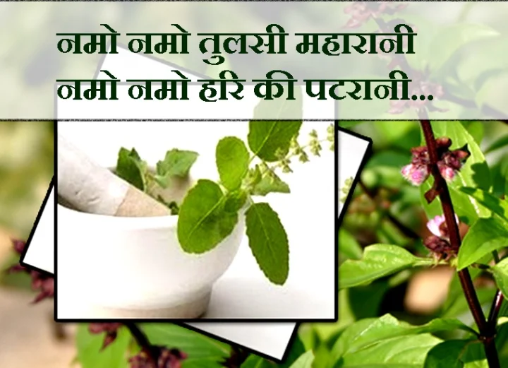 तुलसी मां की मधुर स्तुति : नमो नमो तुलसी महारानी, नमो नमो हरि की पटरानी