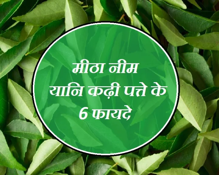 कड़ी पत्ता