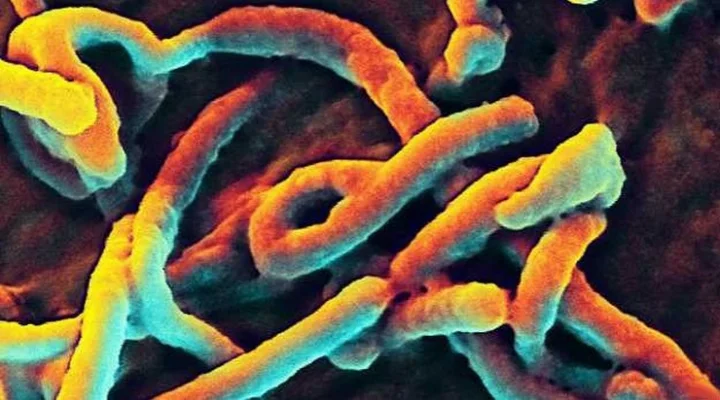 Ebola