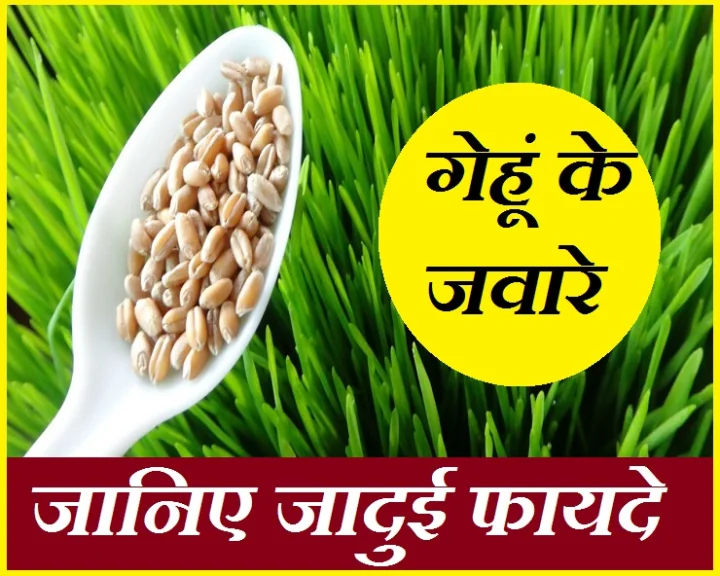 Wheat grass Benefits