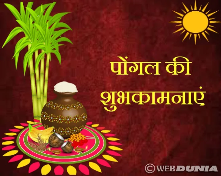 pongal celebration