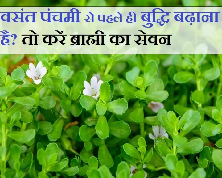 ब्राम्ही