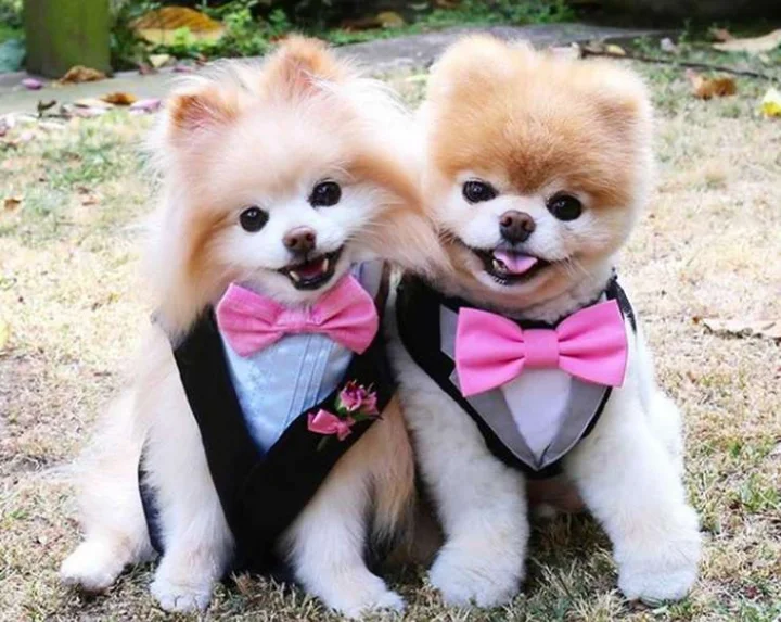 Boo and Buddy