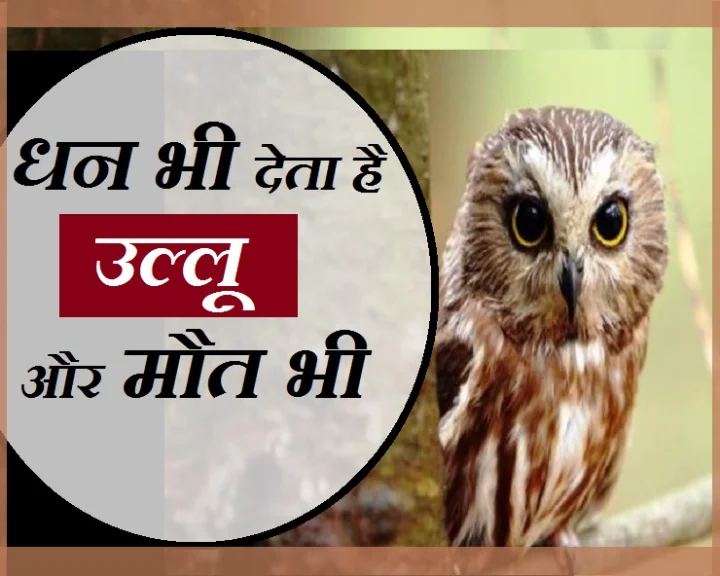 उल्लू