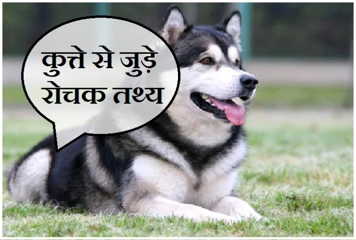 dog in astrology