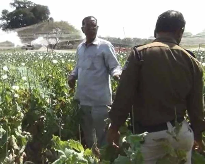 Opium crop