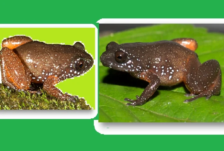 Pair of Frogs