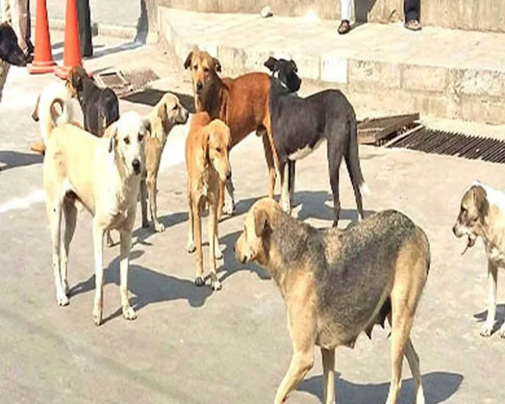 dogs