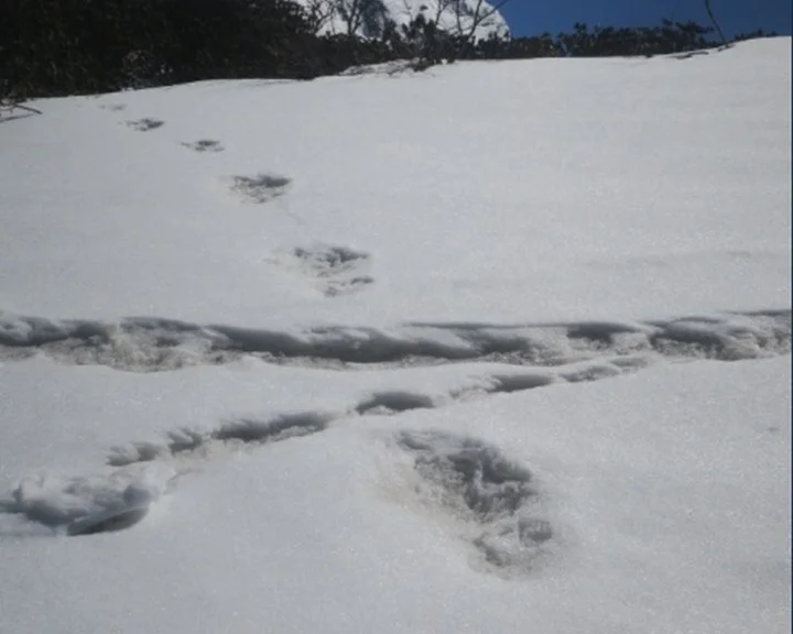 Yeti