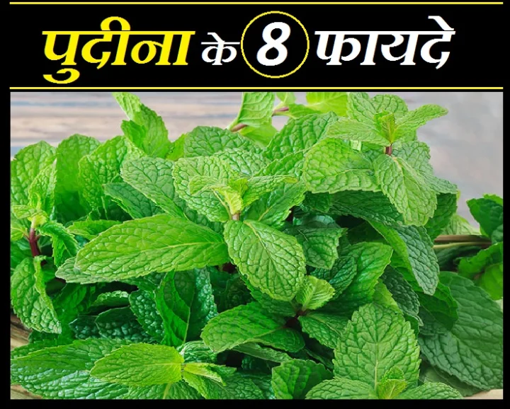 पुदीना