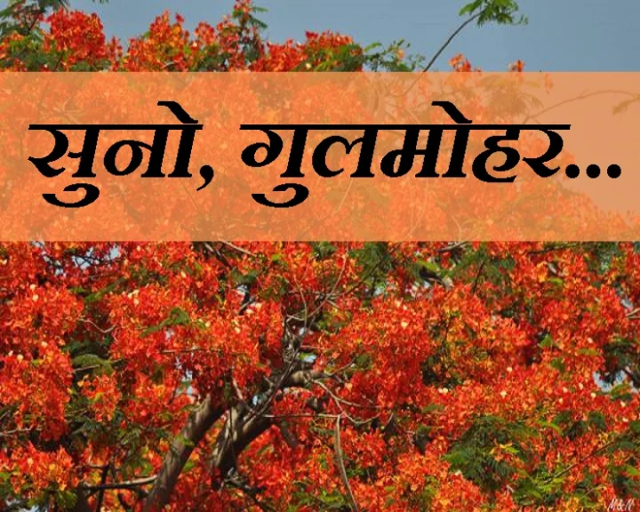 Gulmohar