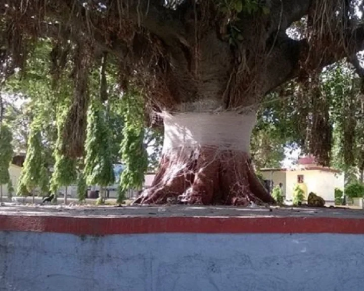 Tree worship