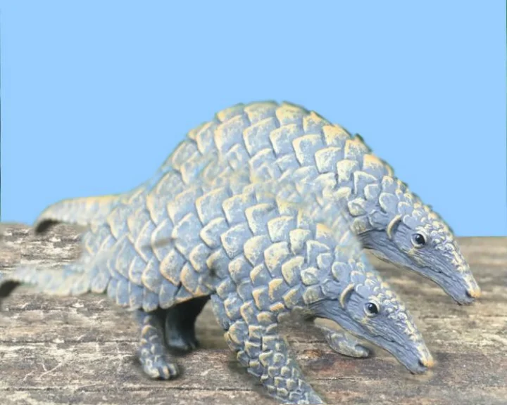indian pangolin