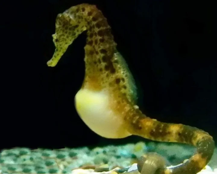 Sea Horse