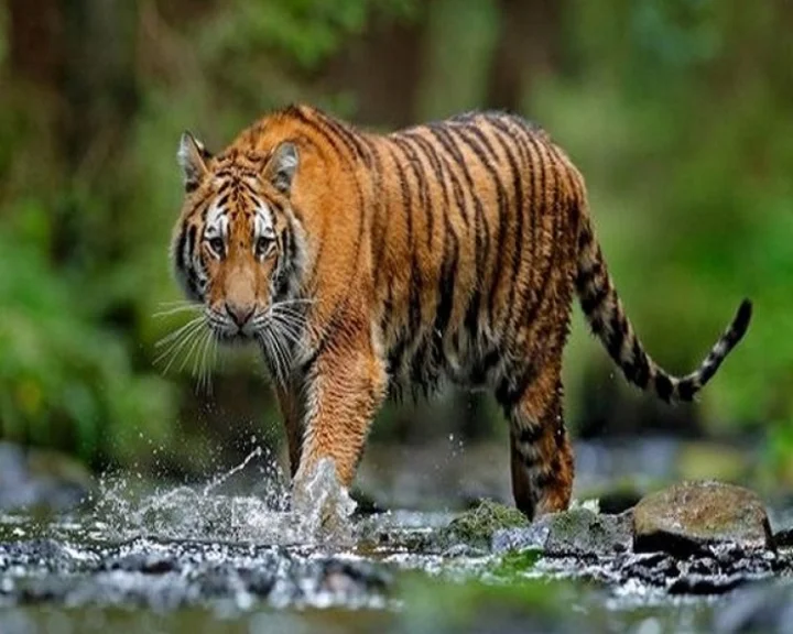 Tigress