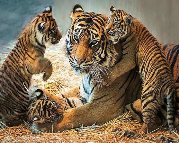  International Tiger Day