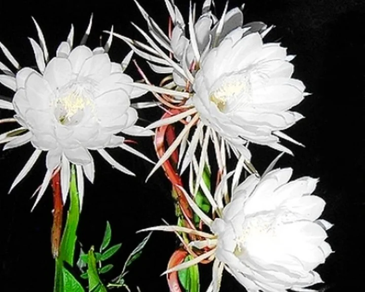 Motivational Context incident