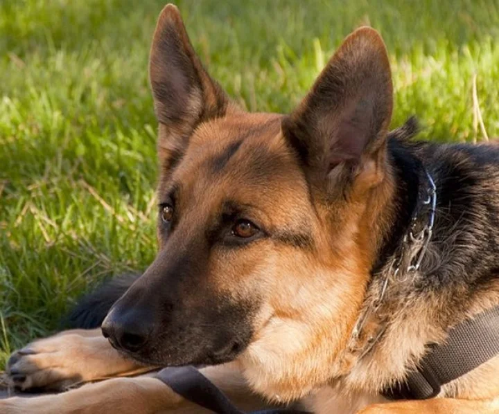 Service Dogs