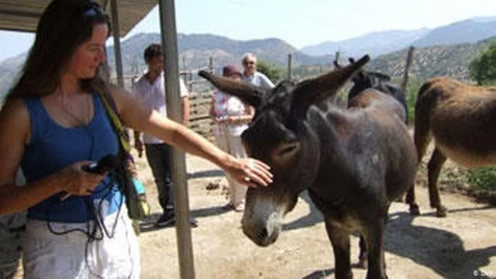 donkey