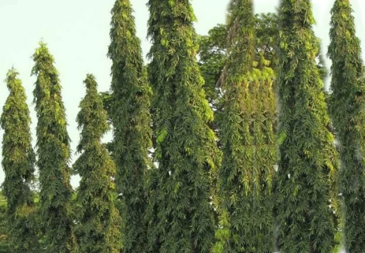 Trees