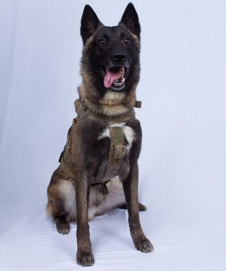 Belgian Malinois