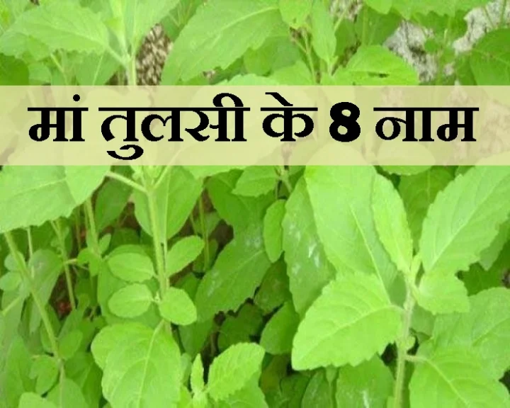 मां तुलसी के  8 नाम