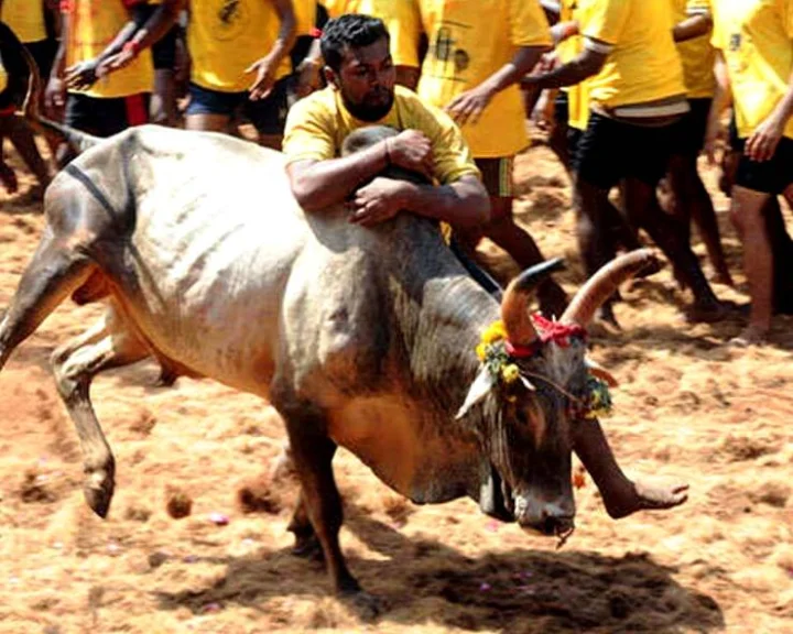 Jallikattu 2024: