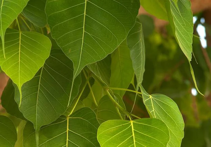 peepal tree puja benefits