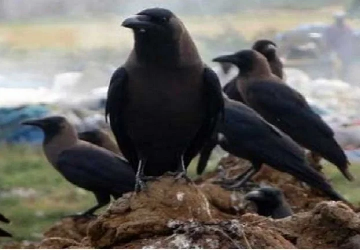 महाराष्ट्रात बर्ड फ्लू पसरत असून लातूरमध्ये कावळे पडले मृत्युमुखी