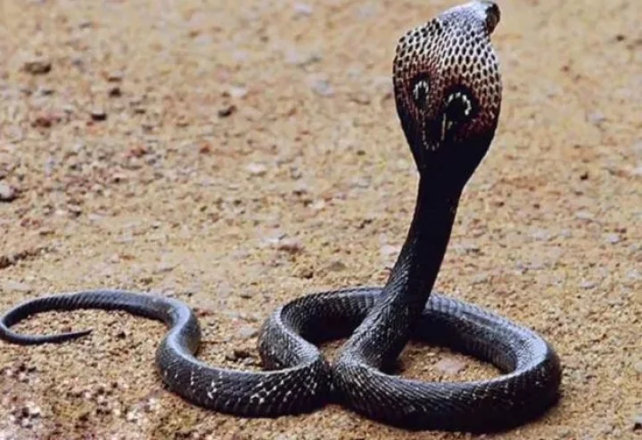 A toddler was bitten by a cobra